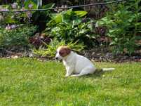Gładki Jack Russell Terrier gotowy do zmiany domu FCI ZKwP