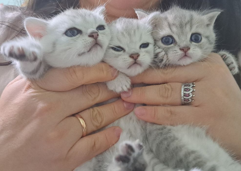 Британські короткошерсті чистокровні кошенята срібна шиншила