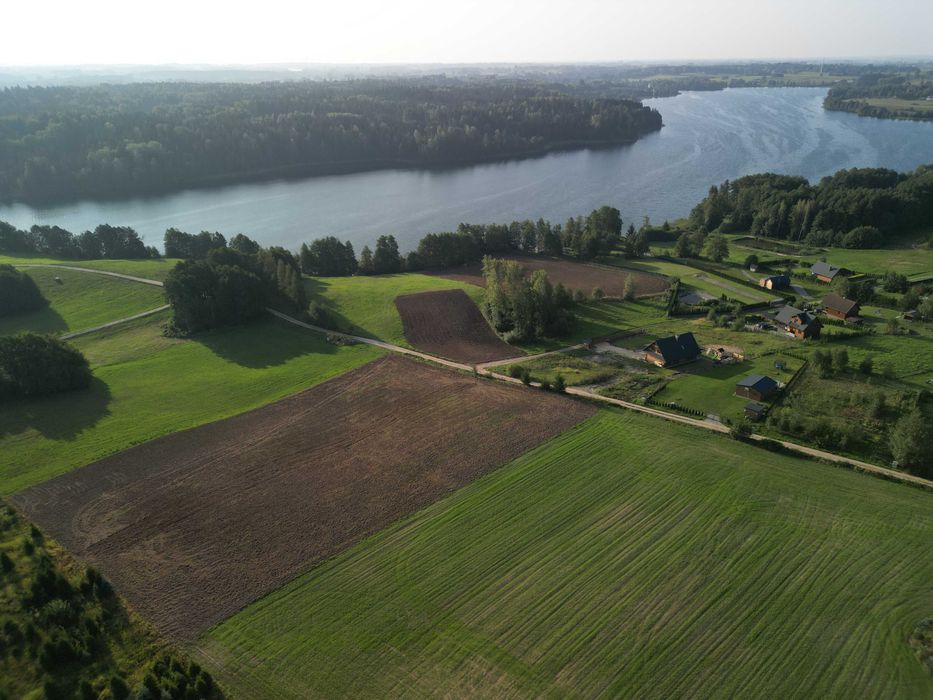 Choinki - Świerk Srebrny