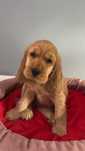 Cocker Spaniel angielski