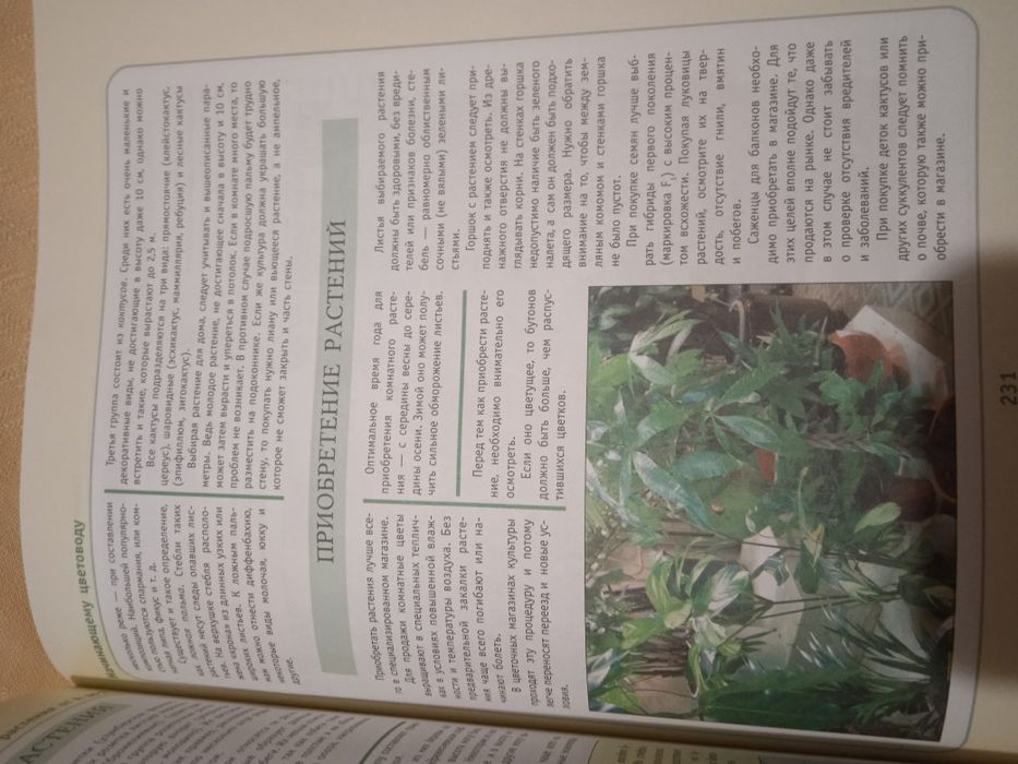 Комнатные растения от А до Я