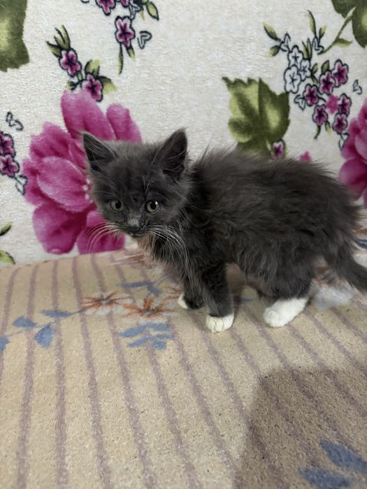 Кошенята відамо в добрі руки