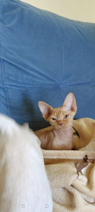 Devon rex ruda dziewczynka