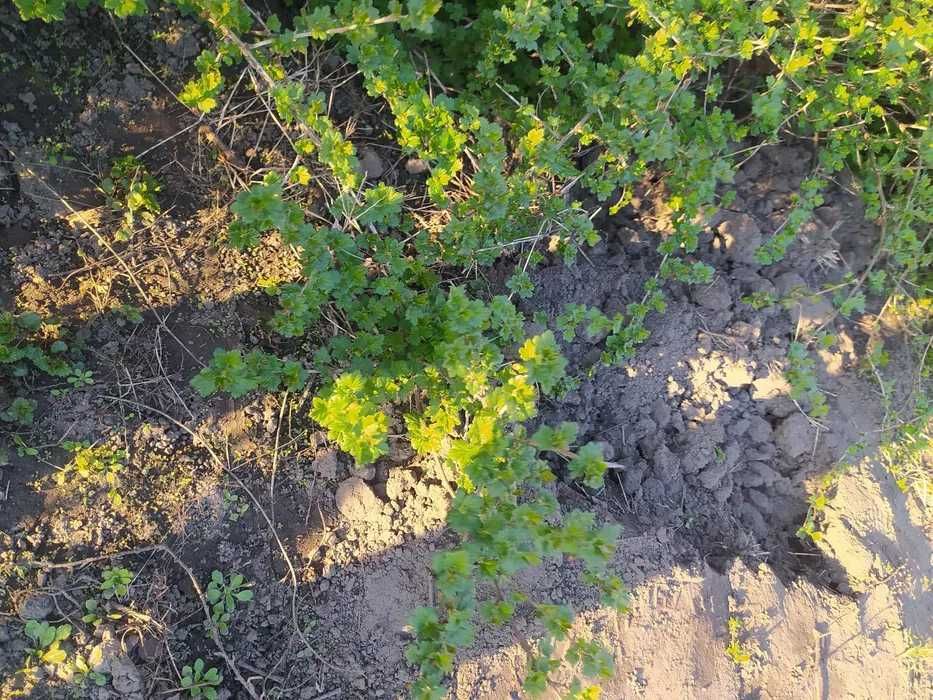 Саджанці агрус МАЛАХІТ (крыжовник МАЛАХИТ)