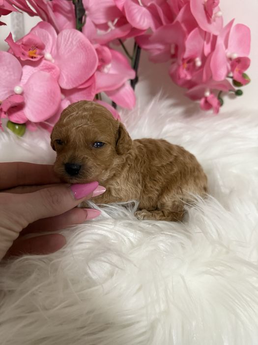 Pudel  ,  po rodzicach Toy