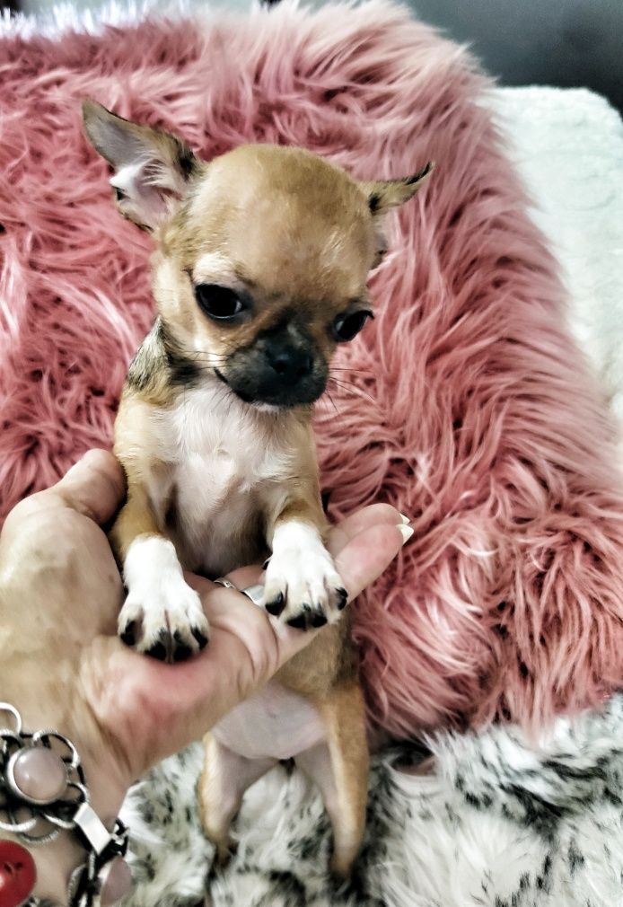 *** Gotowa do odbioru *** Mini Piękność Chihuahua ***