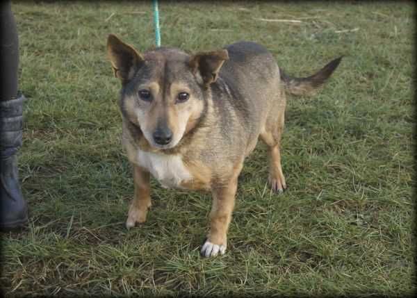 Fugar - kochany psiak do adopcji :)