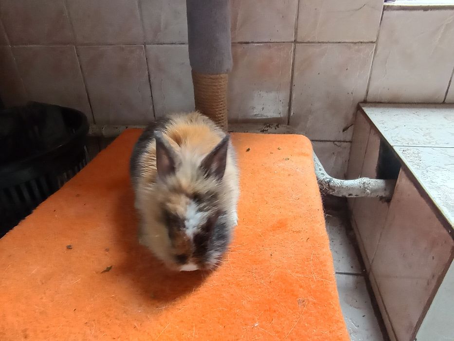 Декоративний карликовий кролик