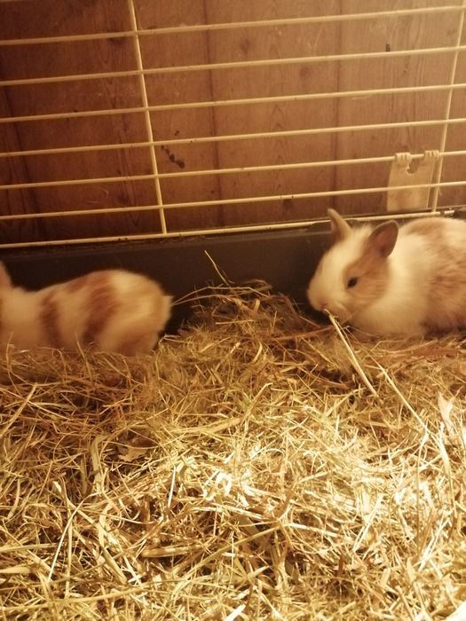 Sprzedam króliczki miniaturki młode