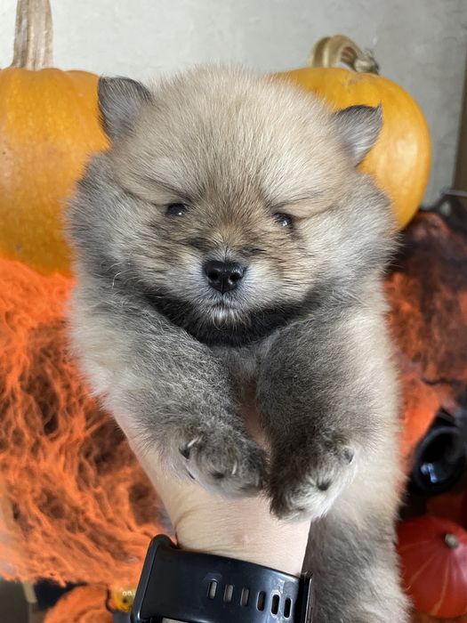 Щенки шпица померанского