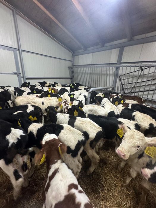 Byczki jałówki mięsne