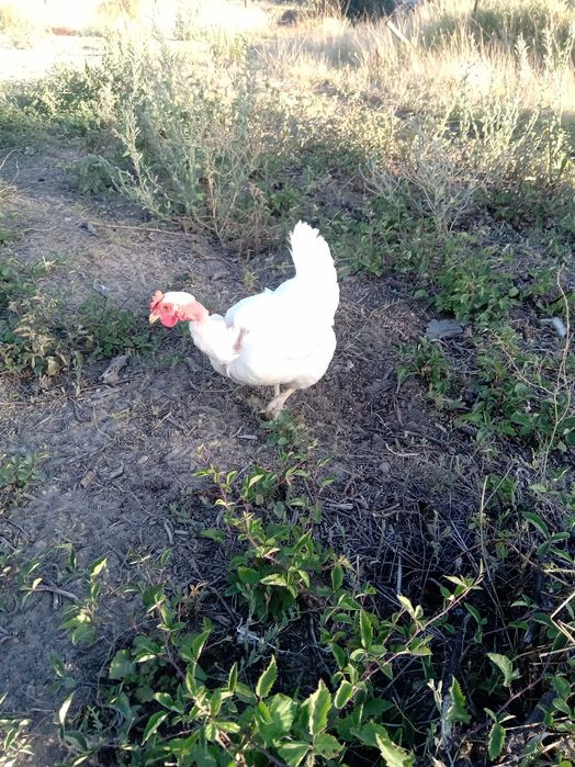 Vendo ovos galados de galinha branca portuguesa