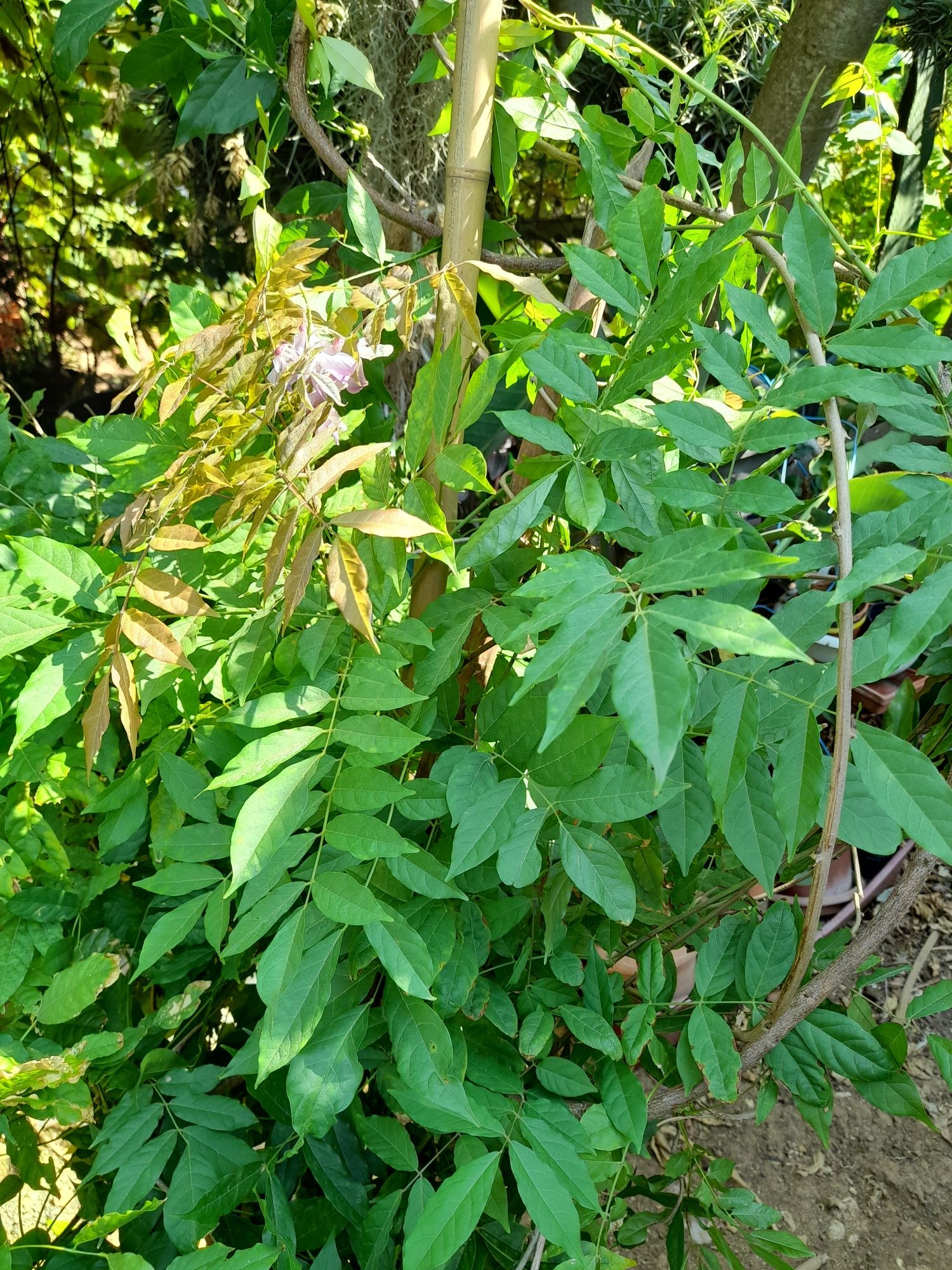 Trepadeiras de glicinias lilás
