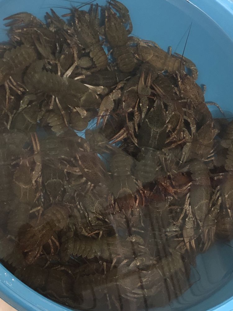 Продам живые раки