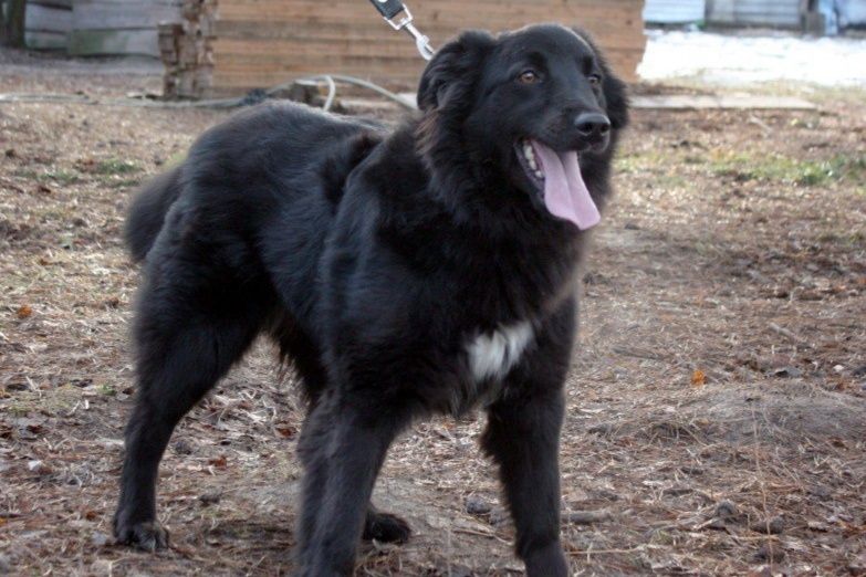 Красавица ищет дом и хозяина