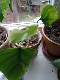 Monstera deliciosa variegata