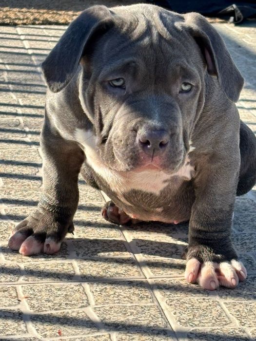 Americano bully pocket Menina