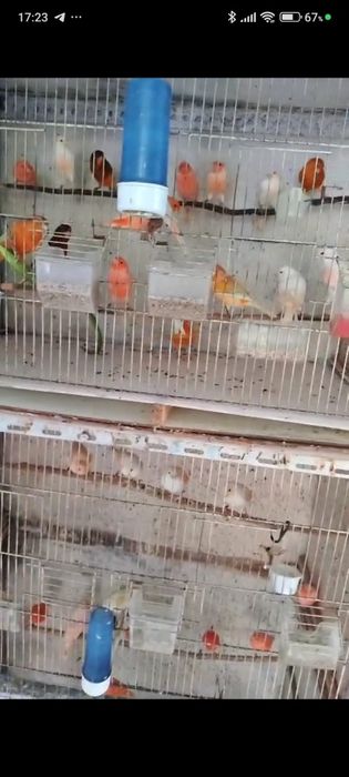 Canários venda e periquitos