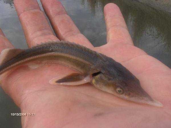 karp od 1 do 3,5kg 20zł  25zł kg oraz amur tołpyga sum węgorz