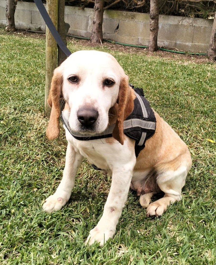 Cadela Cruzada de Beagle para adoção Responsável