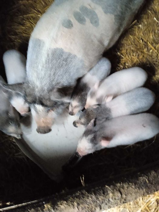 В'єтнамські поросята