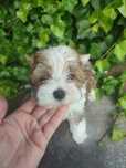 Yorkshire terrier xxs ocean pear piesek mini