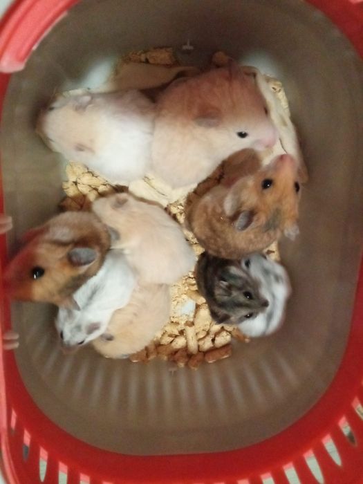 хомячки пушистые в Харькове купить хомяка большой хомячок рыжий клетка