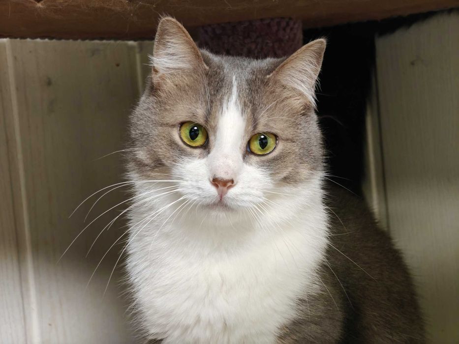 Ніжна кицюня Доллі 1рік шукає домівку! сріблясто-біла кішка кошеня кіт