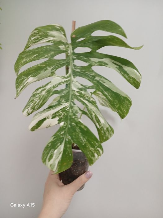 Монстера Альба гарна генетика