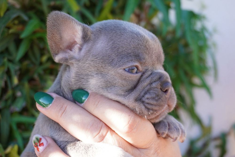 Bulldog lilac menino