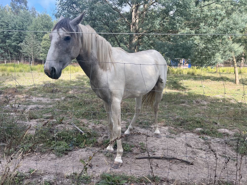 Cavalo tobiano inteiro com 3 anos