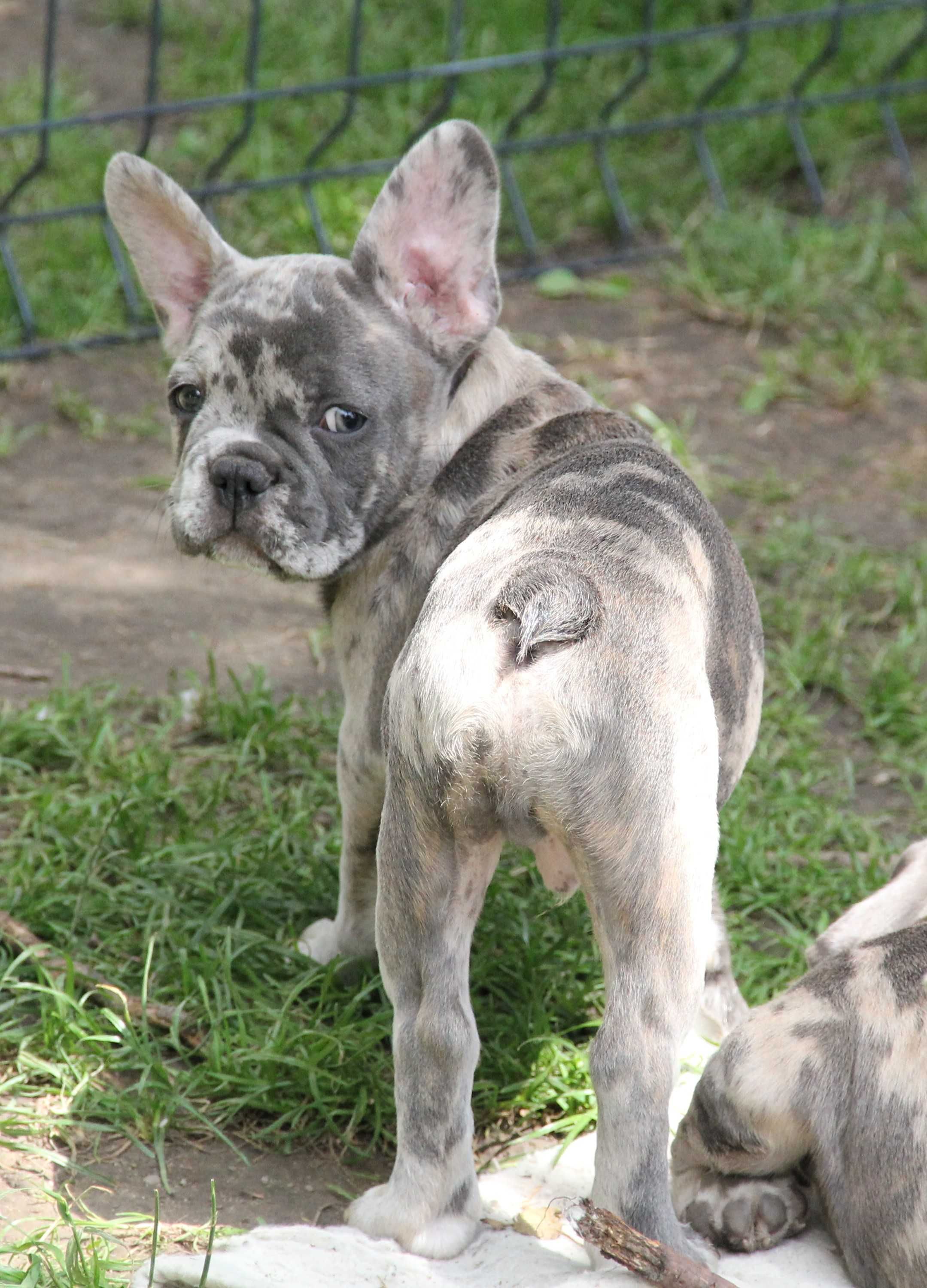 Buldog Francuski chłopczyk  merle