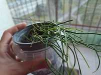 rhipsalis sukulent swisające zielone włosy śrenia doniczka