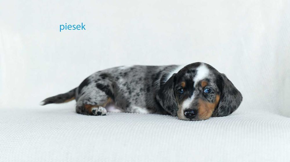 jamnik miniaturowy-rozne kolory