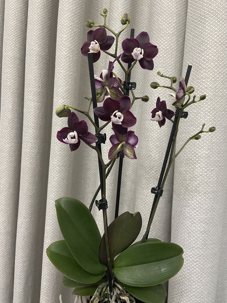 Орхидея Phal. Kaoda Twinkle Chocolate азиат  цветущая