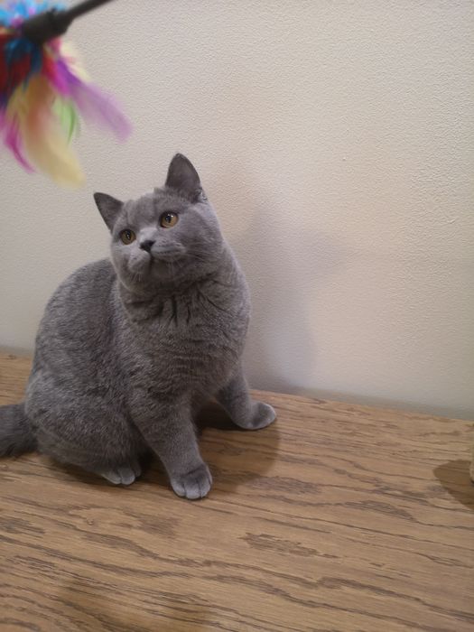 Kocurek brytyjski Umi Felis Polonia rodowód, kotka