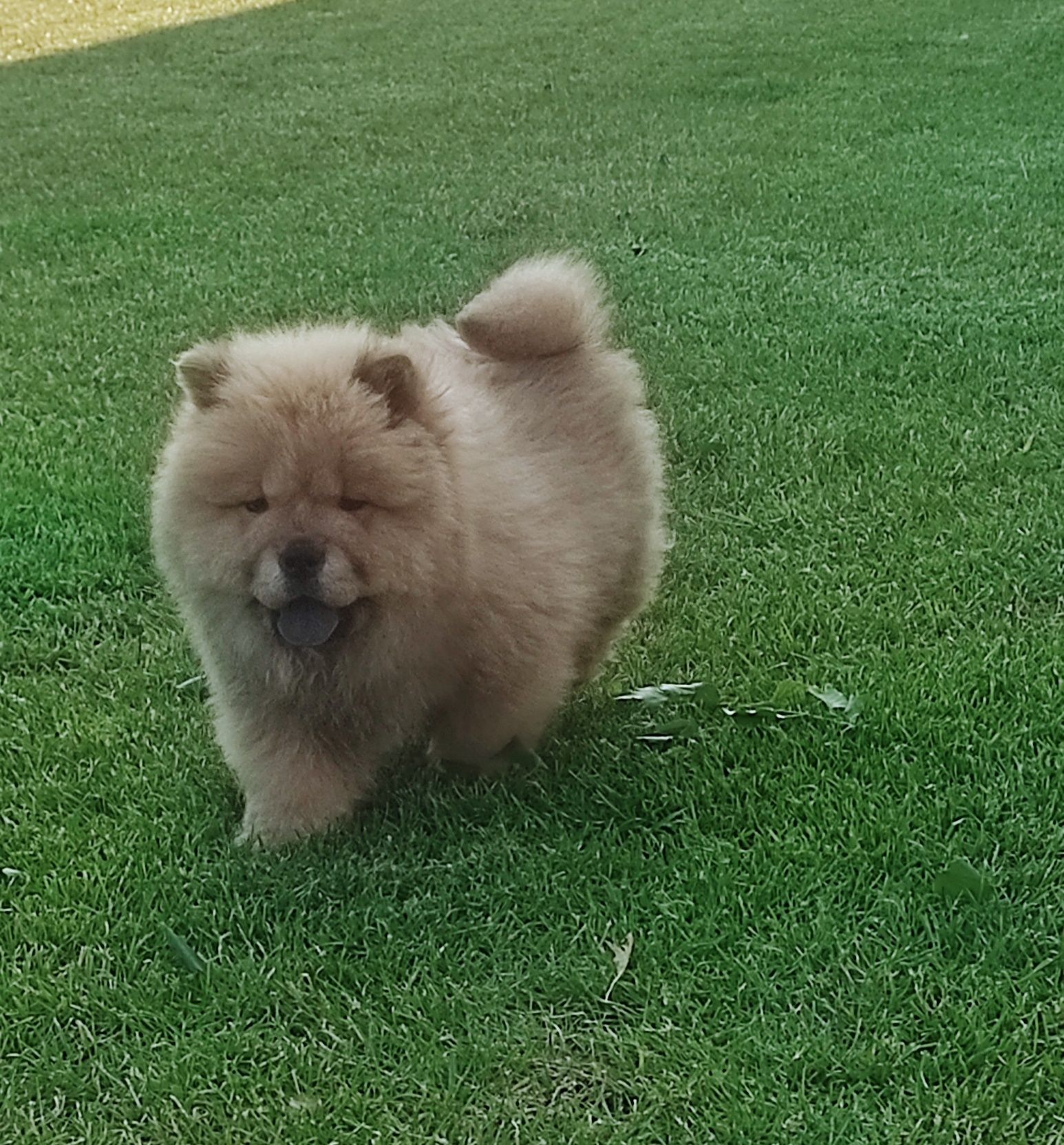 Chow chow ruda suczka