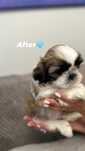 Szczeniaki Shih Tzu z Rodowodem