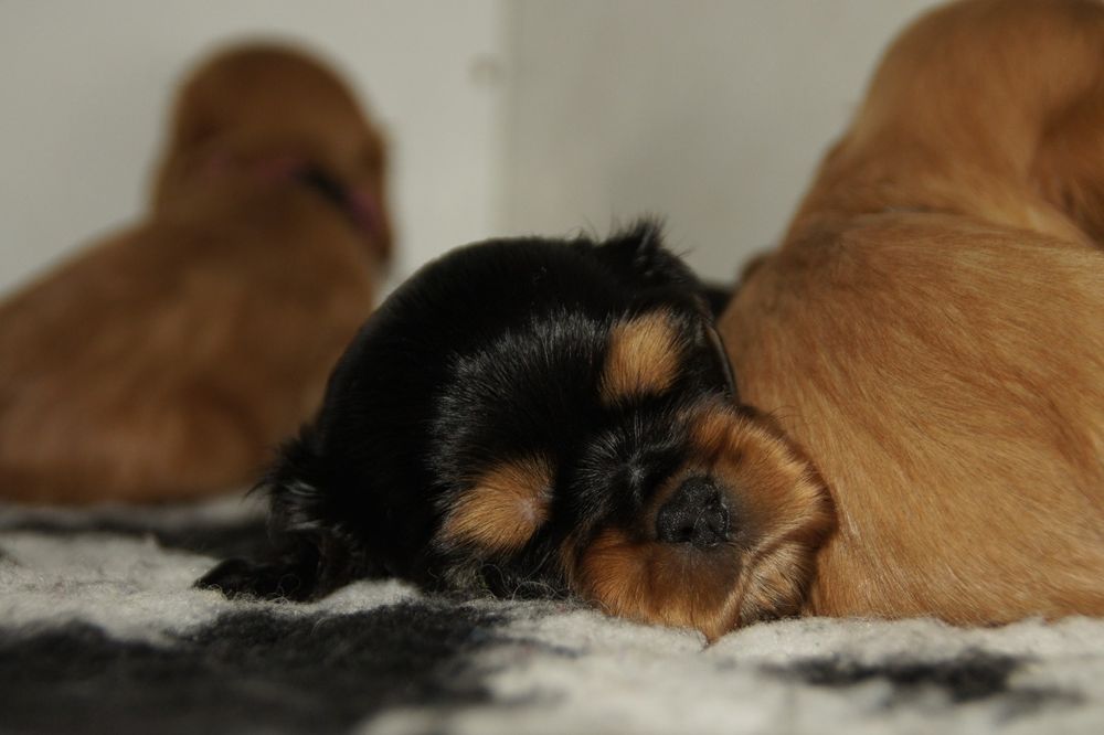 Cavalier King Charles Spaniel FCI, czarno podpalana suczka