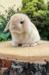 Króliczki Mini Lop. Piękne króliczki domowe z kompletem szczepień.
