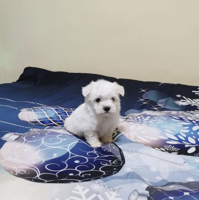 Maltańczyk miniaturka