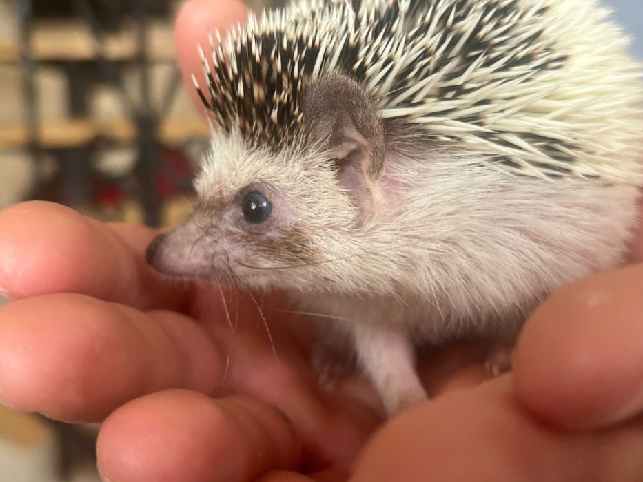 Jeż Pigmejski - młode jeżyki zmienią dom- transport po całej Polsce