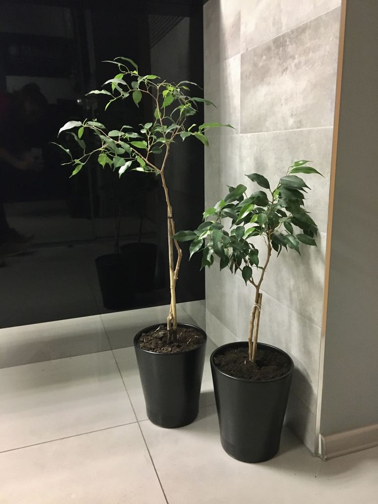 Drzewko ficus beniamina cena za dwa