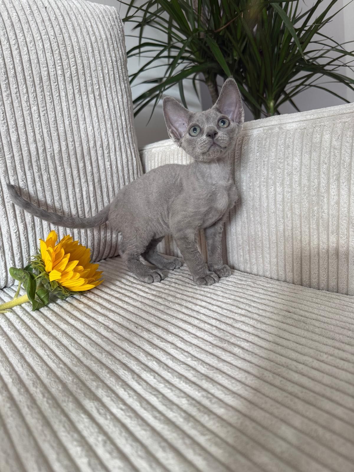 Kotka Devon Rex niebieska z rodowodem WCF