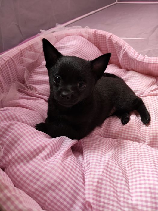 Чихуахуа дівчинка та два хлопчика