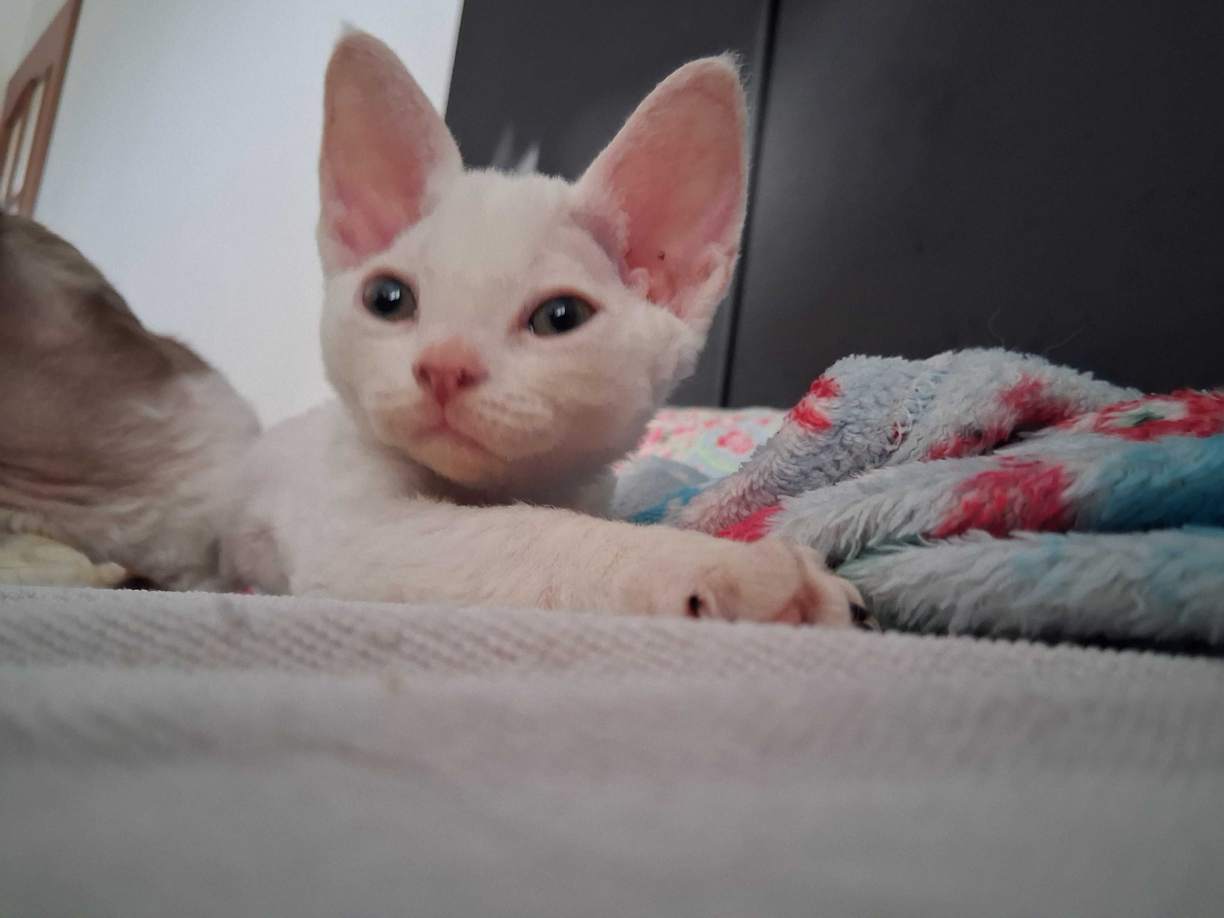 Cudowna Biała koteczka Devon Rex, FPL