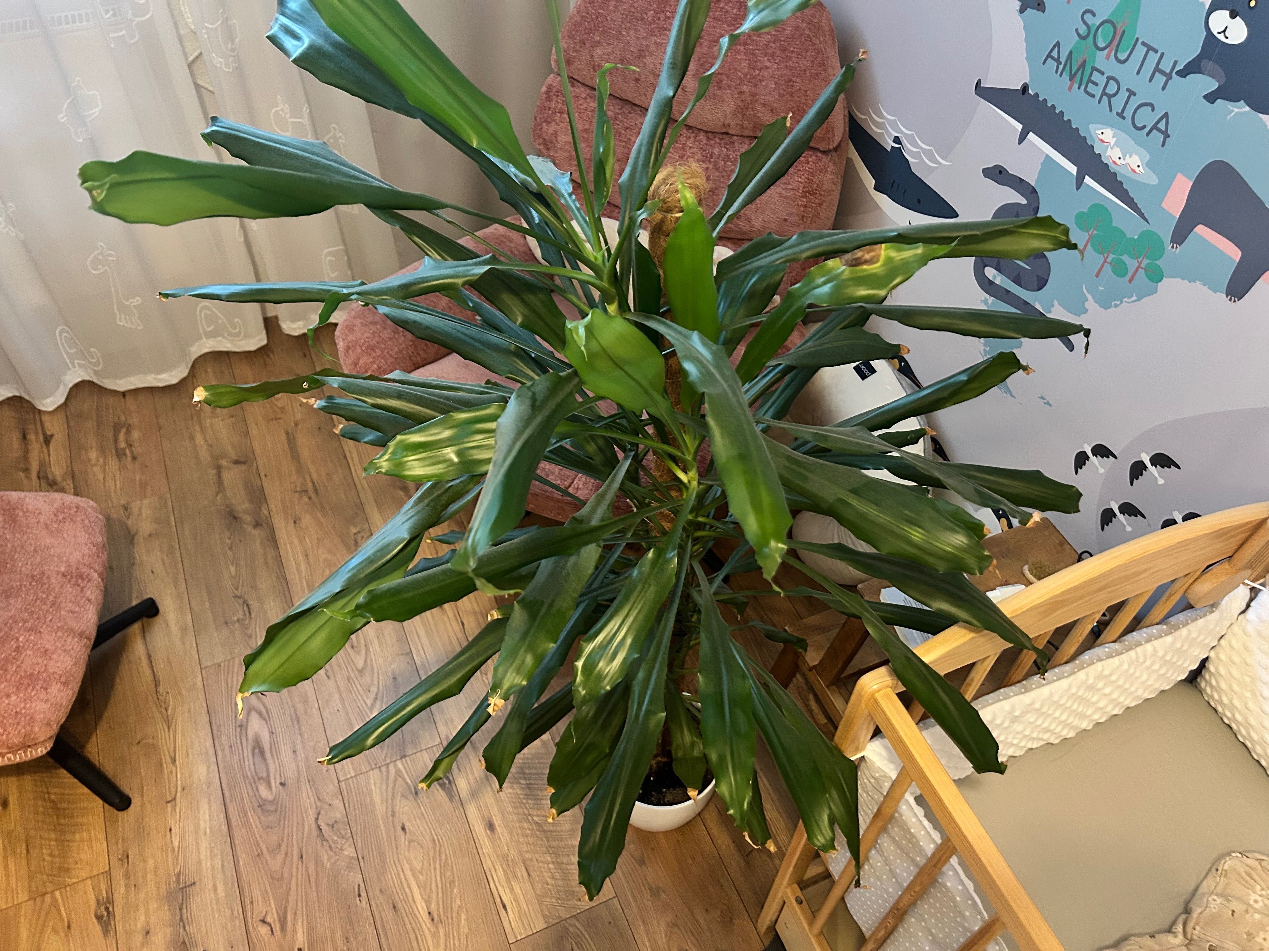 Efektowna palma dracena - oddam w dobre ręce