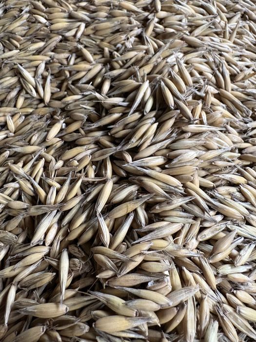 Owies po centrali Bingo