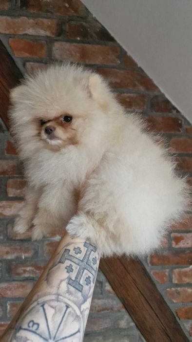 Szpic miniaturowy pomeranian FCI