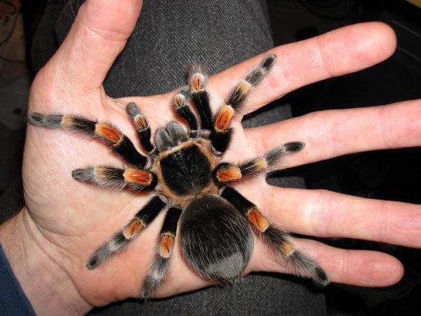 Продам паука-птицееда Brachypelma smithi